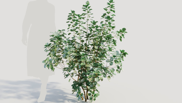 Cotinus coggygria a