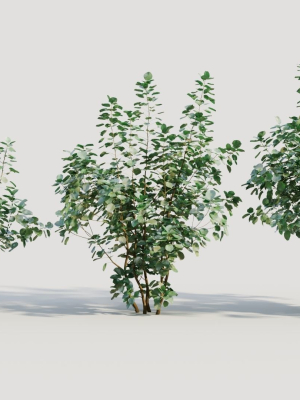 Cotinus coggygria a