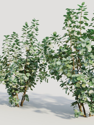 cotinus-coggygria-a-3d-model-c0ef4a53d4