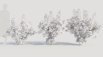 Cotinus coggygria a