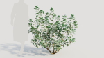 Cotinus coggygria b