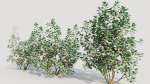 Cotinus coggygria b