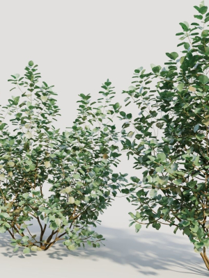 cotinus-coggygria-b-3d-model-248c341b19