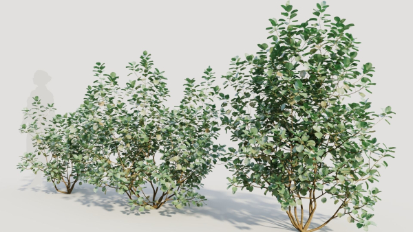Cotinus coggygria b