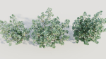 Cotinus coggygria b