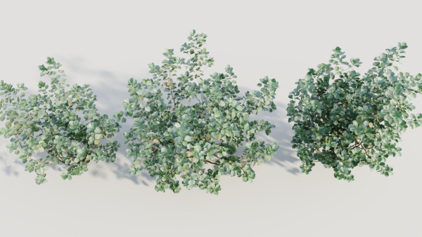 Cotinus coggygria b