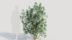 Cotinus coggygria b