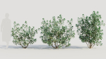 Cotinus coggygria b
