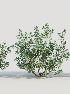 Cotinus coggygria b