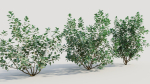Cotinus coggygria b