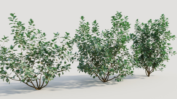 Cotinus coggygria b