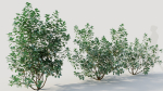 Cotinus coggygria b