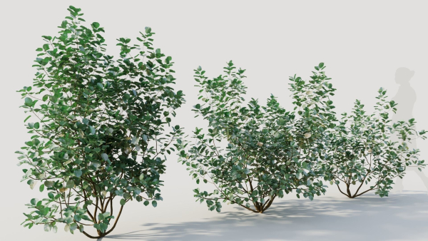 Cotinus coggygria b