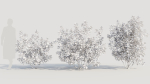 Cotinus coggygria b