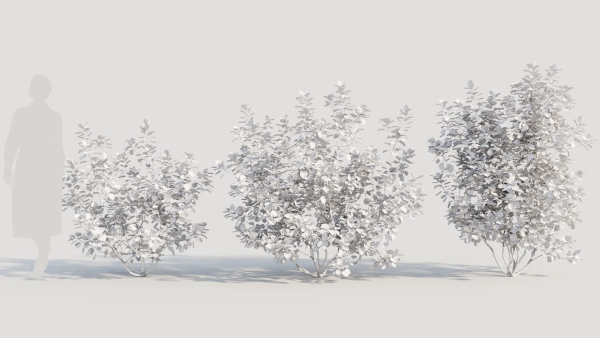 Cotinus coggygria b