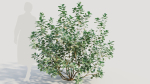 Cotinus coggygria b