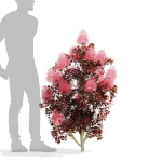 Cotinus coggygria bushes