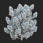 Cotinus coggygria bushes