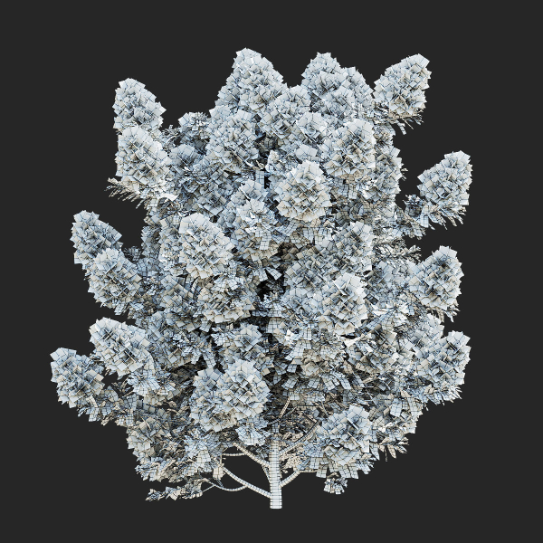 Cotinus coggygria bushes
