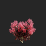 Cotinus coggygria bushes