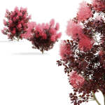 Cotinus coggygria bushes