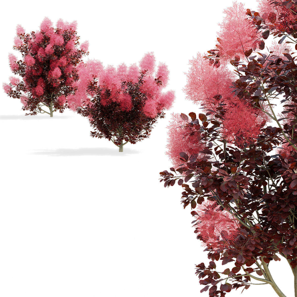 Cotinus coggygria bushes
