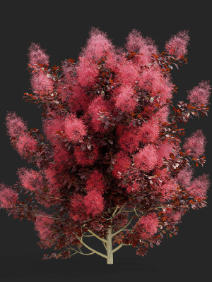 Cotinus coggygria bushes