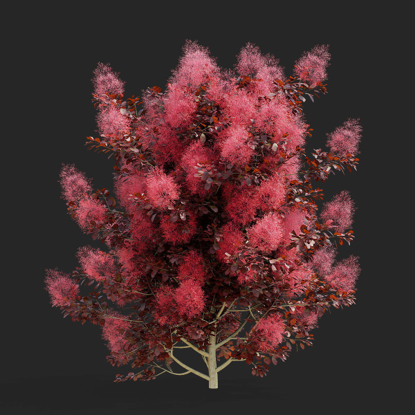 Cotinus coggygria bushes