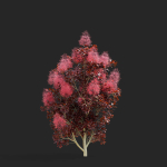 Cotinus coggygria bushes