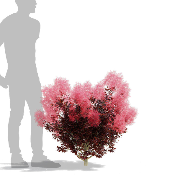 Cotinus coggygria bushes
