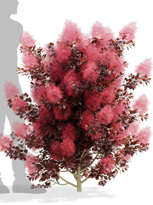 cotinus-coggygria-bushes-3d-model-ea86b86e63
