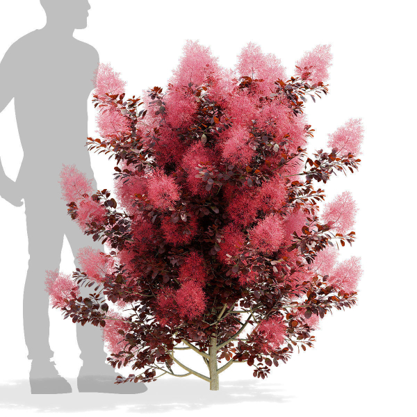 Cotinus coggygria bushes