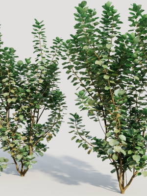 cotinus-coggygria-c-3d-model-175e0211d9