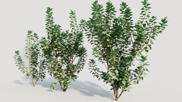 Cotinus coggygria c