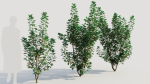 Cotinus coggygria c