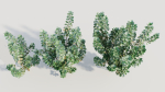 Cotinus coggygria c