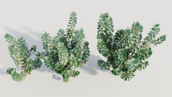 Cotinus coggygria c