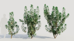 Cotinus coggygria c