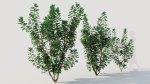 Cotinus coggygria c