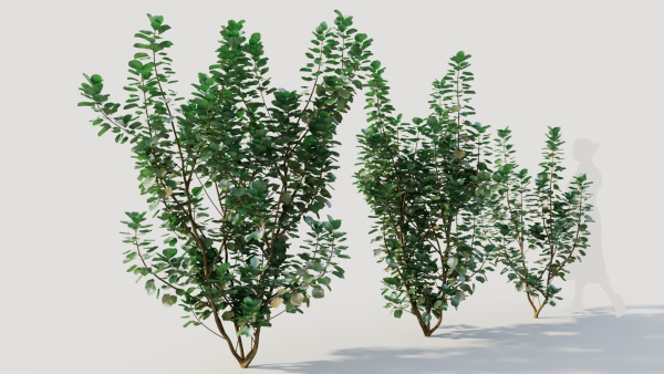 Cotinus coggygria c