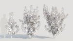 Cotinus coggygria c