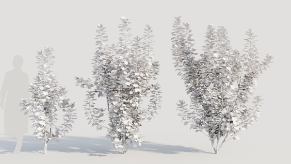 Cotinus coggygria c