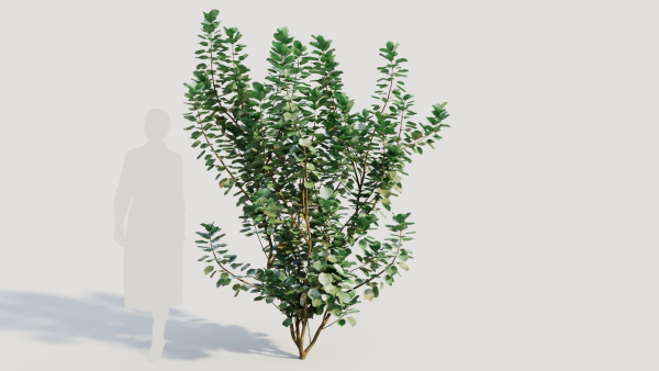 Cotinus coggygria c