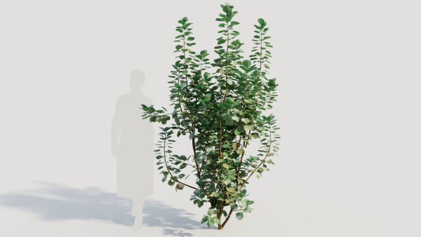 Cotinus coggygria c