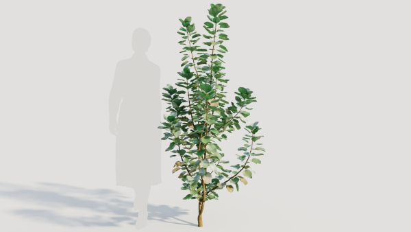Cotinus coggygria c