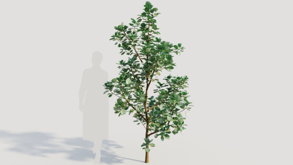 Cotinus coggygria d