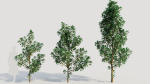 Cotinus coggygria d