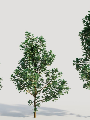 Cotinus coggygria d
