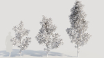 Cotinus coggygria d