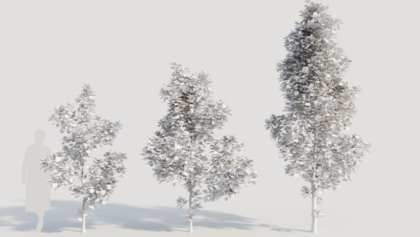 Cotinus coggygria d